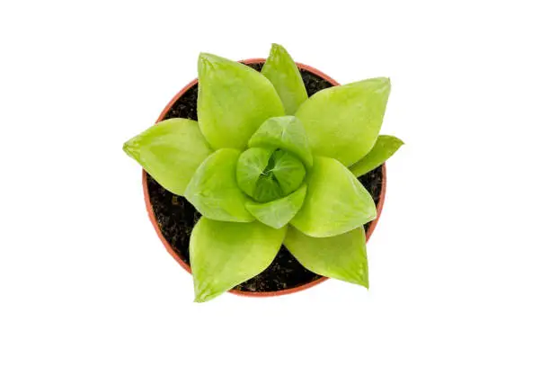 Green succulent plant in a pot, isolated on white background.