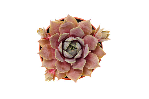 istock Beautiful red succulent plant isolated on white 1061792480