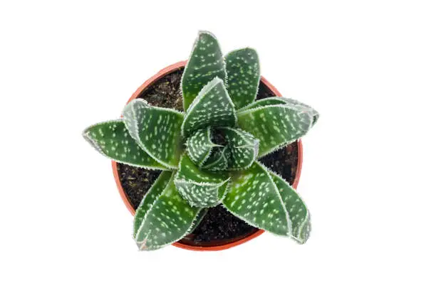 Green dotted succulent plant in a pot, isolated on white background.