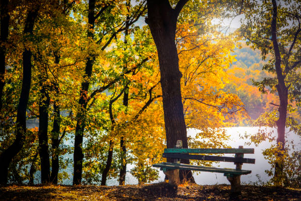 automne dans la nature - été indien photos et images de collection