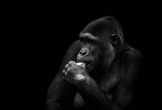 Dark gorilla eating isolated on dark
black background
