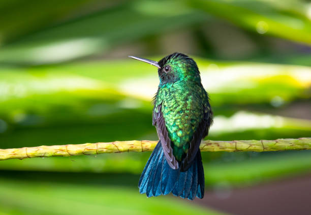 Blue-chinned Sapphire Blue-chinned Sapphire perching in a tropical garden blue chinned sapphire hummingbird stock pictures, royalty-free photos & images