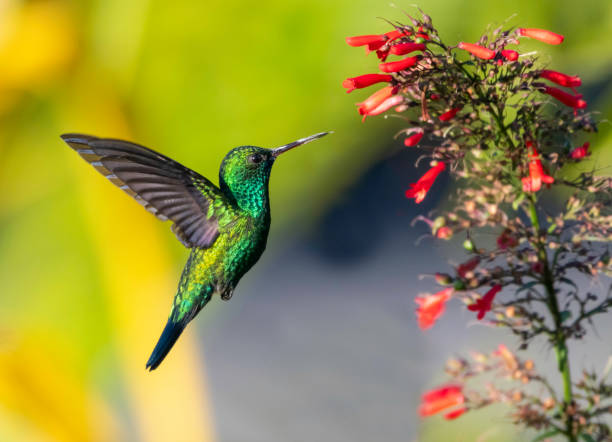 Blue-chinned Sapphire Blue-chinned Sapphire feeding on a red Antigua Heat flower in a tropical garden. blue chinned sapphire hummingbird stock pictures, royalty-free photos & images
