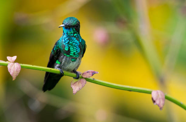 Blue-chinned Sapphire A juvenile Blue-chinned Sapphire  perches on a stem of a plant. blue chinned sapphire hummingbird stock pictures, royalty-free photos & images