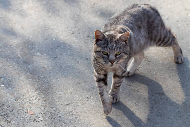 istock domestic cat staring at the camera, close up 1061807686