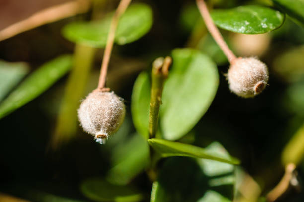 A macro shot of linden tree seed pods that fell on a bush.