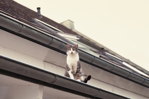 A cat perched on a fence watching the city sunset