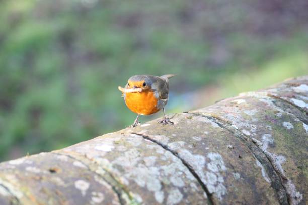 istock Robin On A Wall Eating A Meal Worm 1061810198