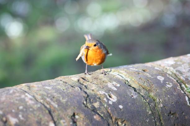 istock Robin On A Wall Eating A Meal Worm 1061810224