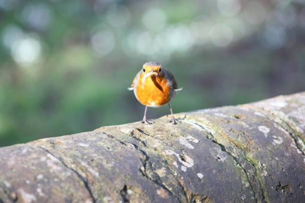 istock Robin On A Wall Facing The Camera And Eating A Meal Worm 1061810292