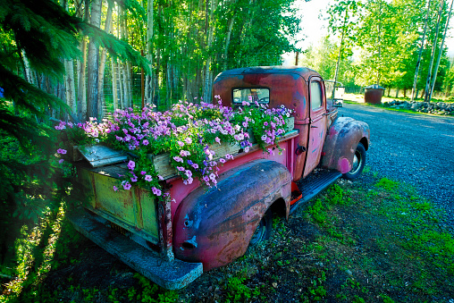 Pick Up Truck as Flower Planter