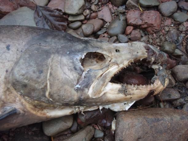 istock Dead Salmon - Decaying On The Shore Lying On Pebbles 1061811462