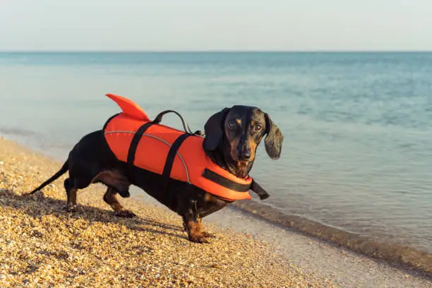 Photo of dachshund breed dog wearing orange life jacket while standing on beach at sea