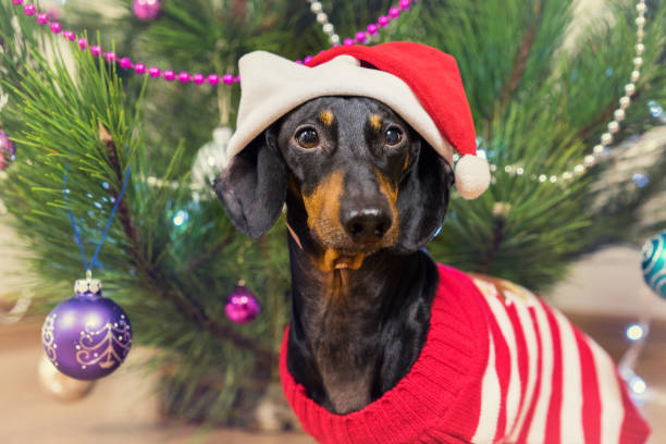 porträt von einem hunderasse dackel, black and tan, in eine festliche rote kappe und pullover auf dem hintergrund des weihnachtsbaumes - christmas dachshund dog pets stock-fotos und bilder