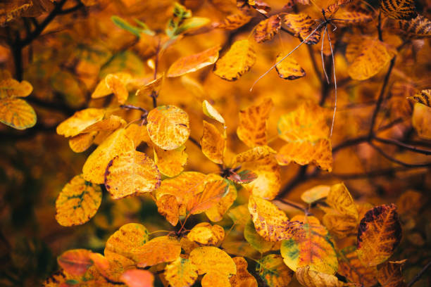 istock Autumn leaves, natural background 1061815392