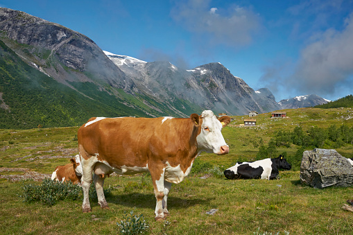 landscape with Cow