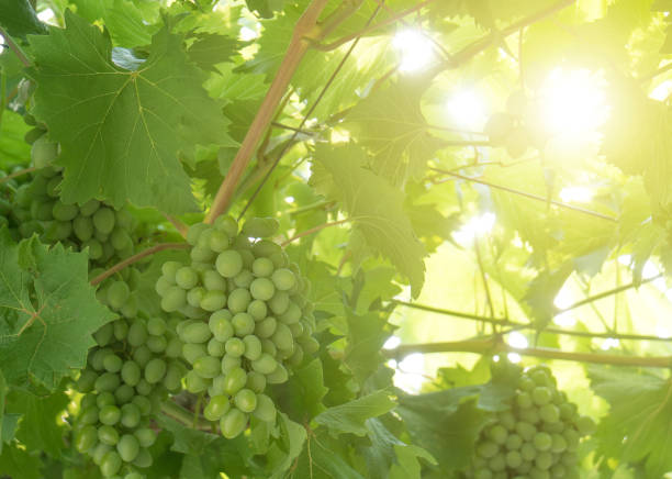 istock Green grape bunches growing in the garden. 1061816546