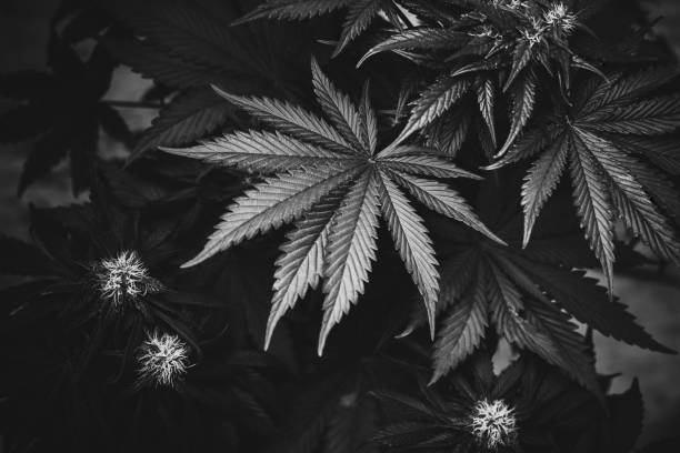 istock marijuana leaves black and white high quality art photo 1061820896