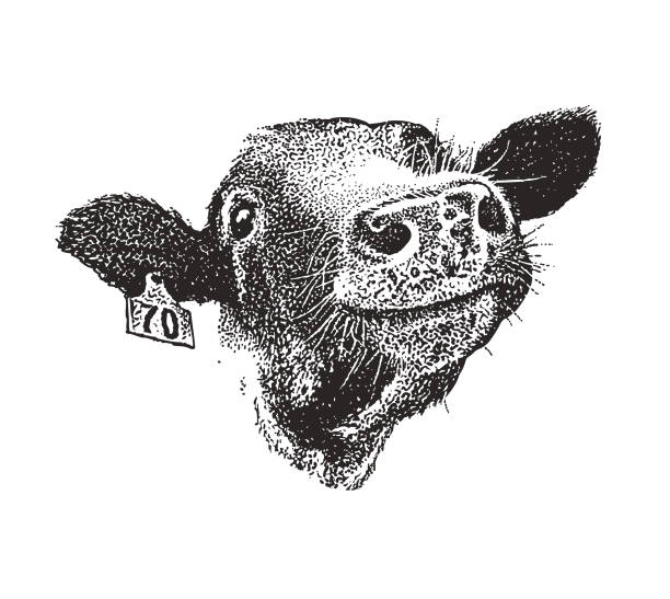 illustrazioni stock, clip art, cartoni animati e icone di tendenza di primo passo di mucca sorridente felice - cheesy grin illustrations
