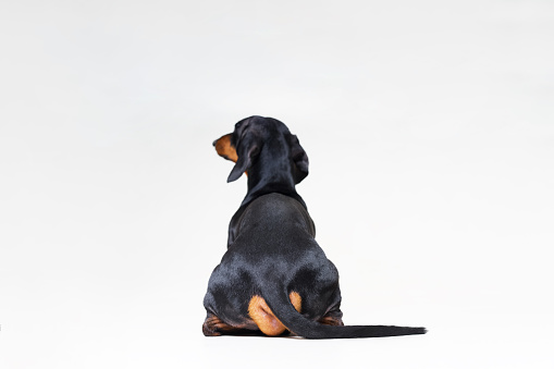 raza canina de perro salchicha, negro y fuego busca recto, por detrás mostrando la espalda y torso trasero, mientras que sentado, aislado sobre fondo gris photo