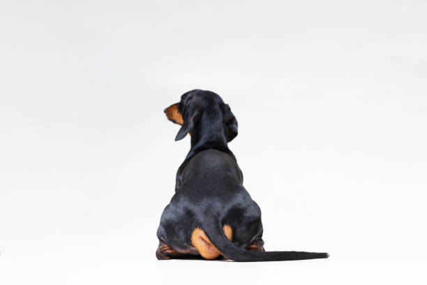raza canina de perro salchicha, negro y fuego busca recto, por detrás mostrando la espalda y torso trasero, mientras que sentado, aislado sobre fondo gris - dachshund dog fotografías e imágenes de stock