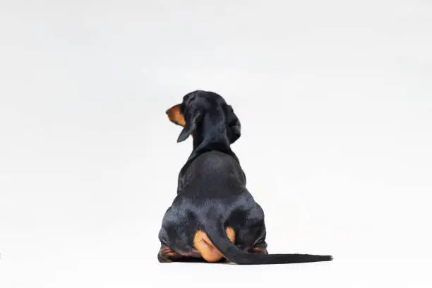 dog breed of dachshund, black and tan looking straight, from behind showing back and  rear torso , while sitting, isolated on gray background