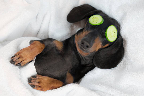 bassotto di cane, nero e abbronzato, rilassato dalle procedure termali sul viso con cetriolo, coperto da un asciugamano - in buona condizione foto e immagini stock