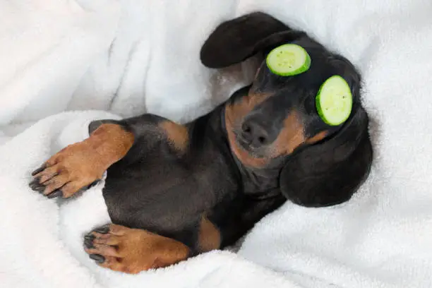 Photo of dog dachshund, black and tan, relaxed from spa procedures on face with cucumber, covered with a towel