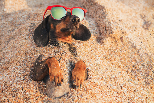 lindo perro dachshund, negro y tan, usar gafas de sol rojo, que relajarse y disfrutar de enterraron en la arena en el océano de la playa en vacaciones de verano photo