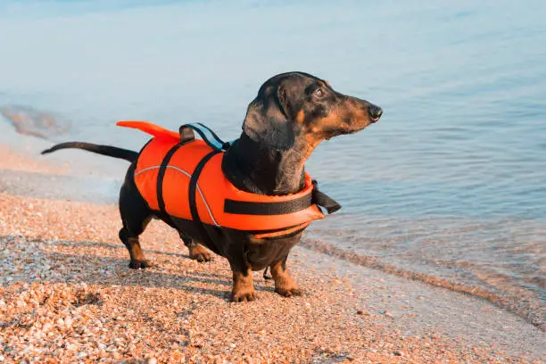 Dachshund breed dog, black and tan,  wearing orange life jacket while standing on beach at sea against the blue sky