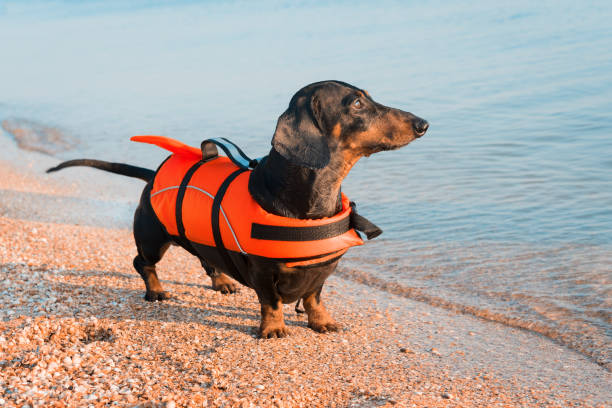 cão da raça bassê, preto e castanho, vestindo o colete salva-vidas laranja em pé na praia no mar contra o céu azul - life jacket - fotografias e filmes do acervo