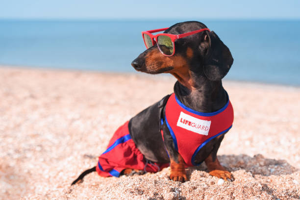 một giống chó dachshund, đen và nâu, trong bộ đồ màu xanh đỏ của nhân viên cứu hộ và kính râm màu đỏ, ngồi trên bãi biển đầy cát trên biển - dog trained for rescue while training at sea shore hình ảnh sẵn có, bức ảnh & hình ảnh trả phí bản quyền một lần
