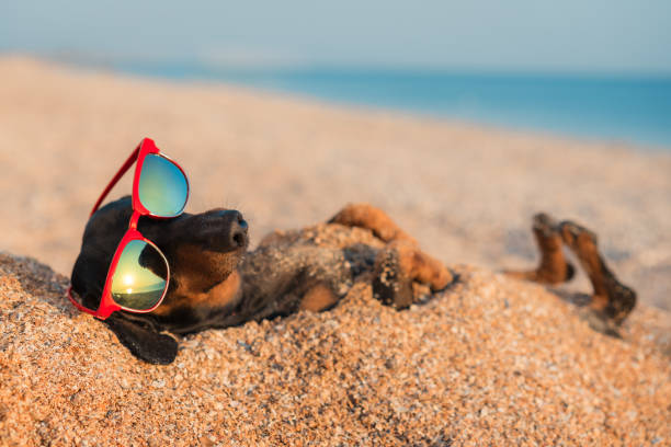 hermoso perro de dachshund, negro y fuego, enterrado en la arena en el mar de la playa en vacaciones de verano, usar gafas de sol rojo - summer beach vacations sand fotografías e imágenes de stock