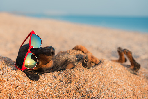 beautiful dog of dachshund, black and tan, buried in the sand at the beach sea on summer vacation holidays, wearing red sunglasses