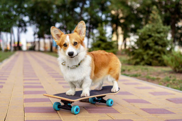 vacker hund rödhårig pembroke walesisk corgi står en skateboard på gatan för en sommar promenad i parken - trick bildbanksfoton och bilder