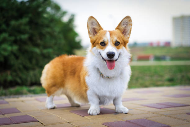 perro corgi galés de retrato rojo al aire libre en el parque en un día soleado de verano. - corgi galés pembroke fotografías e imágenes de stock