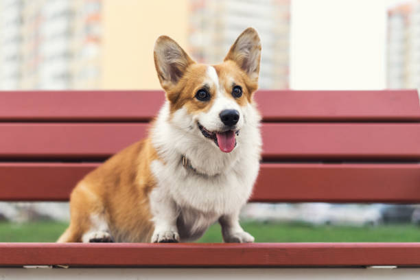 istock funny corgi dog smile and happy in summer sunny day sitting on benche 1061822708