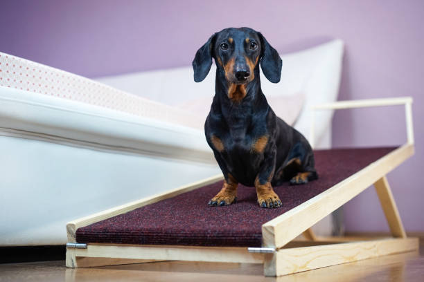 un chien teckel noir et feu, est assis sur une rampe de maison. coffre-fort de la santé du dos dans un petit chien. - rampe photos et images de collection