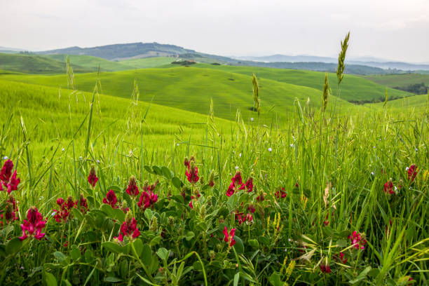 istock fields of Tuscany in Italy 1061823942