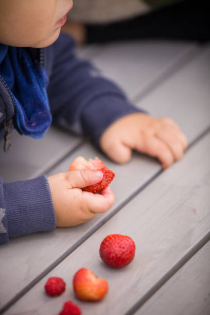 Little child with organic fresh strawberries. Strawberries on light grey background and kid's hands. Eating strawberry.