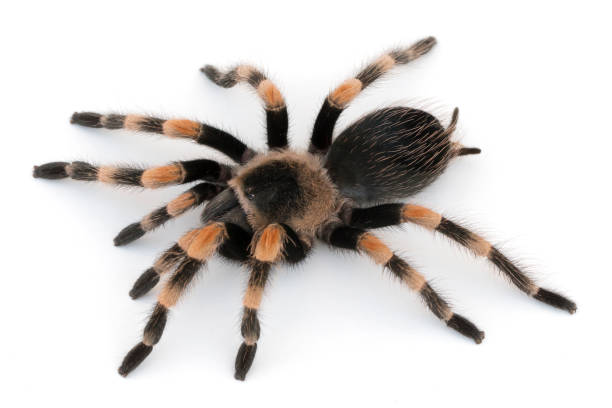 istock Mexican Redknee Tarantula (Brachypelma hamorii) on White background 1061831636