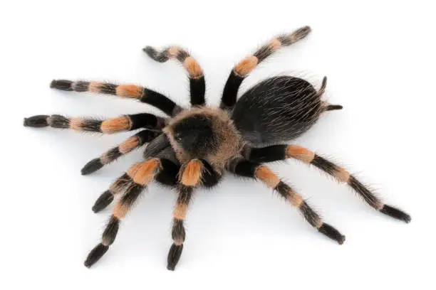 Photo of Mexican Redknee Tarantula (Brachypelma hamorii) on White background