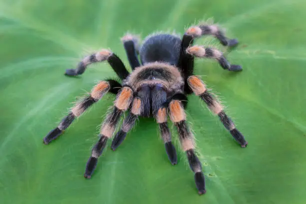 Photo of Mexican Redknee Tarantula (Brachypelma hamorii) on Plant