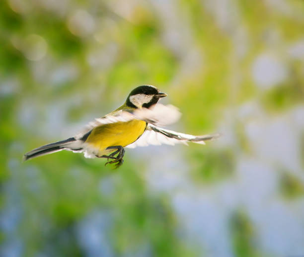 a small bird tit flies in a sunny spring garden spreading its wings