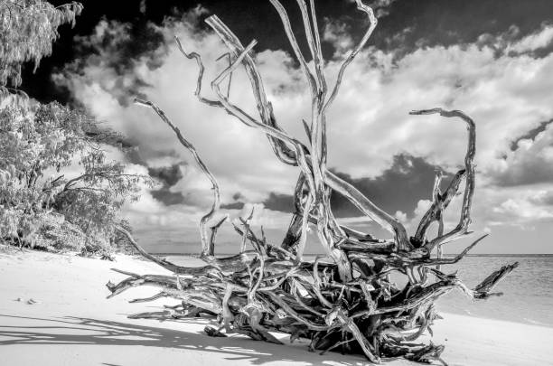 Heron Island Iconic Driftwood Heron Island, Queensland, Aus tropic of capricorn stock pictures, royalty-free photos & images