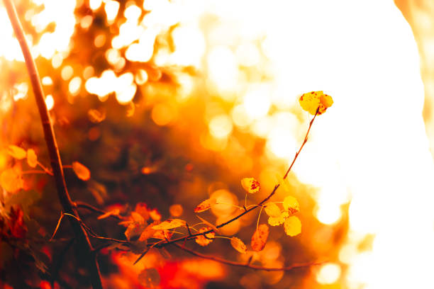 istock Autumn Forest with orange leaves in sunlight - Background 1061834646