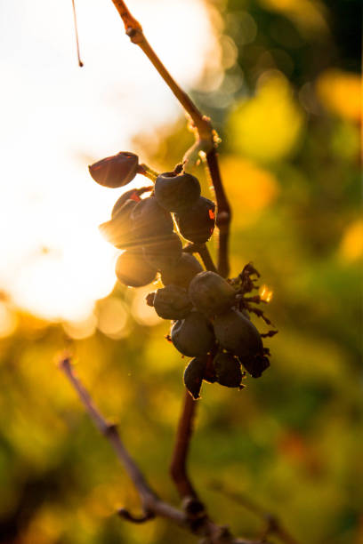 istock grapes with light stroke in autumn 1061834906
