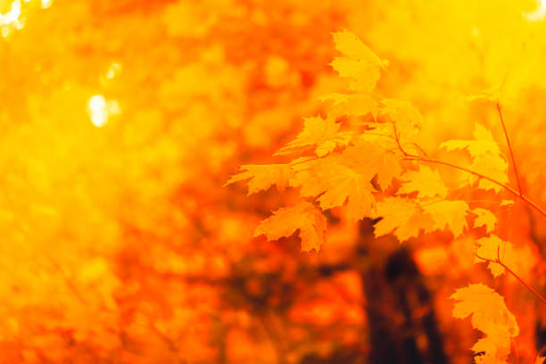 istock Autumn Forest with orange leaves in sunlight - Background 1061835146