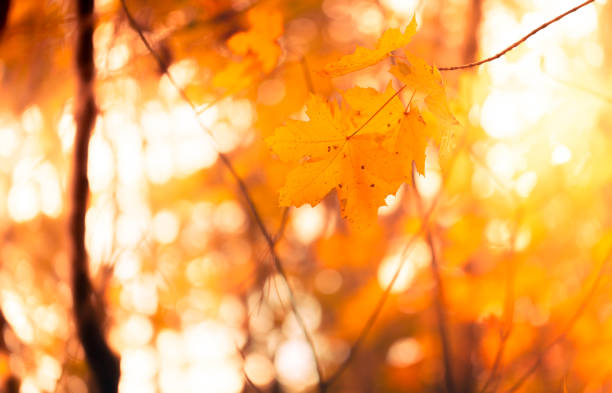 istock Autumn Forest with orange leaves in sunlight - Background 1061835526