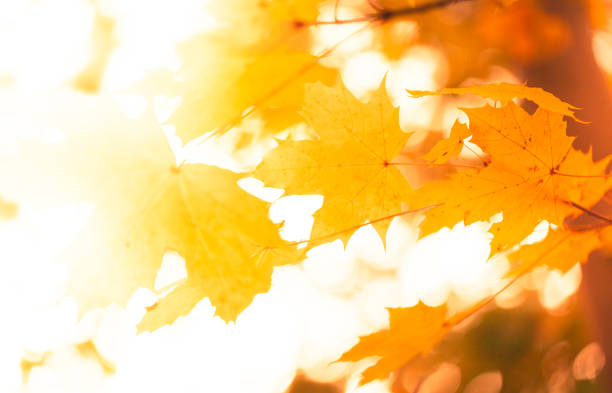 istock Autumn Forest with orange leaves in sunlight - Background 1061835704